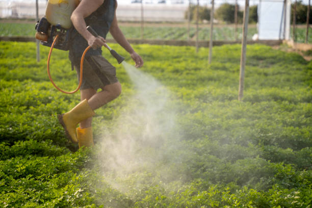 Best Wasp Removal Services  in Perryton, TX