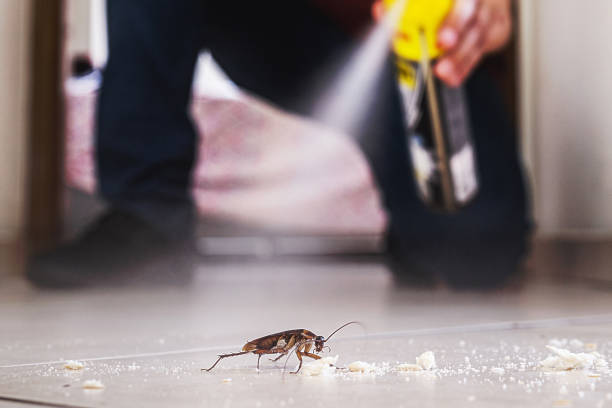 Best Spider Control Near Me  in Perryton, TX
