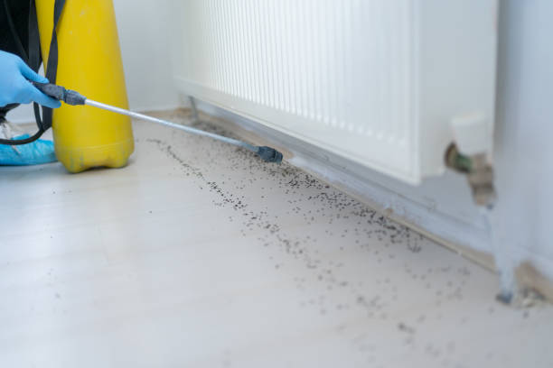 Best Rat Extermination Near Me  in Perryton, TX